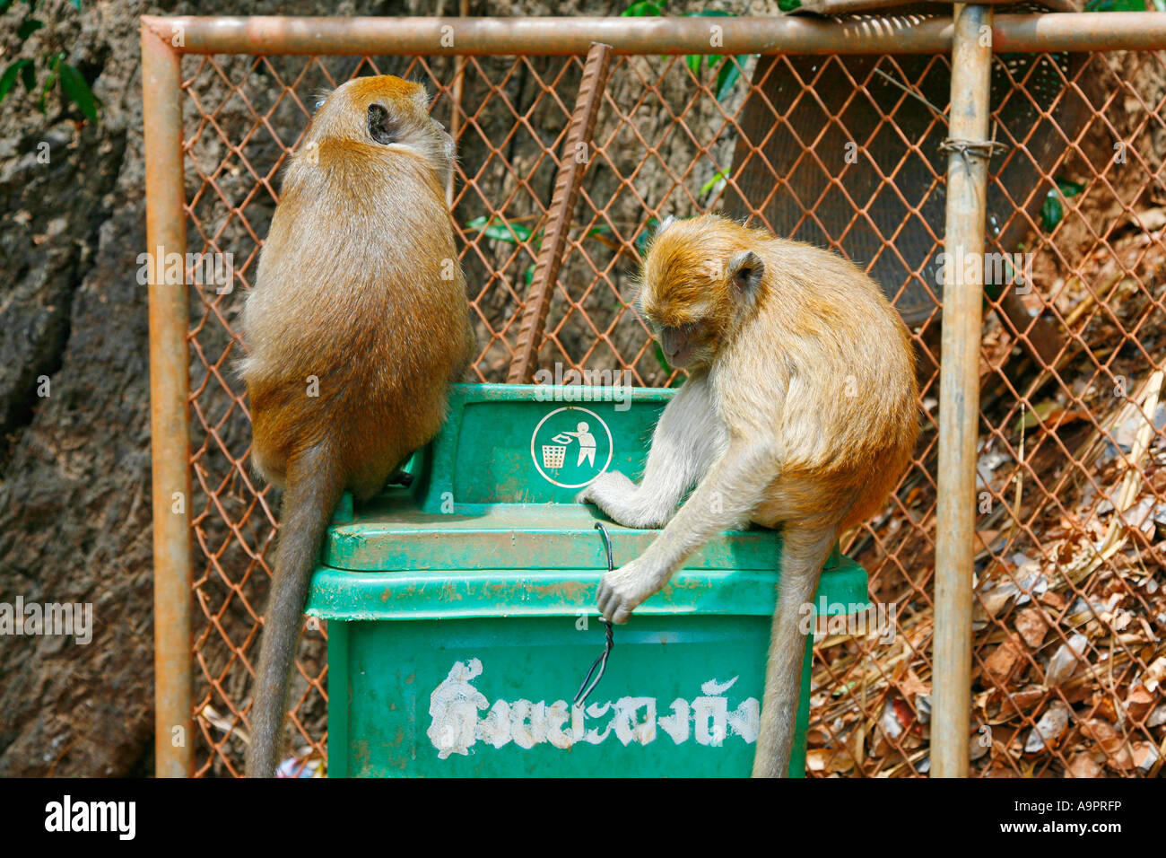 Long-tailed Macaques (monkey) trying to get into trash can, Tiger Cave Temple (Wat Tham Sua), Krabi, Thailand Stock Photo