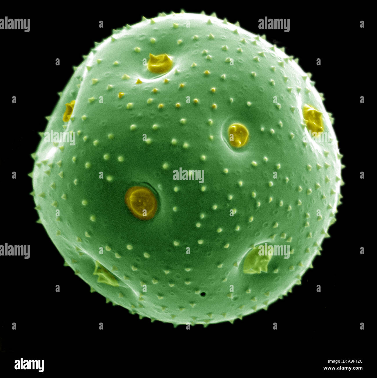 Pollen de pin, SEM Photo Stock - Alamy