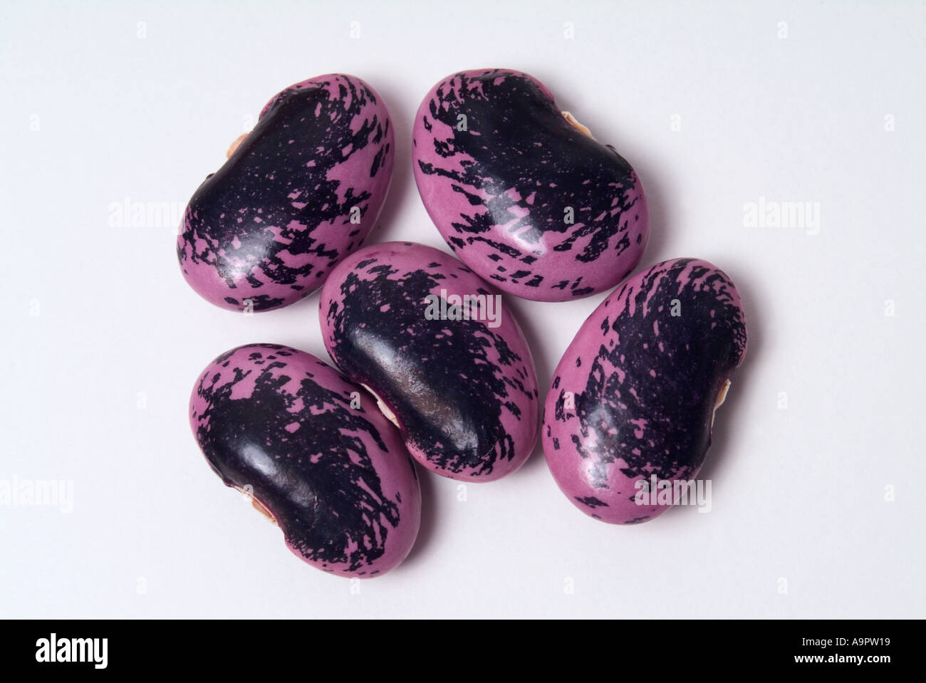 Pod of the runner bean hi-res stock photography and images - Alamy