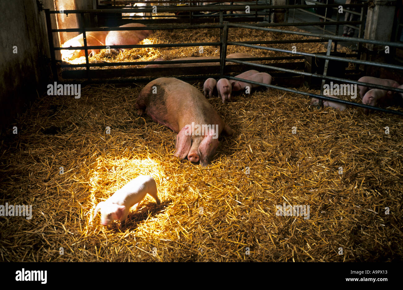 Rambouillet Bergerie Nationale Pigs with whelp Stock Photo