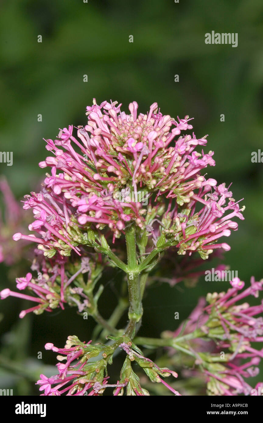 Kalanchoe flaming katy Stock Photo - Alamy