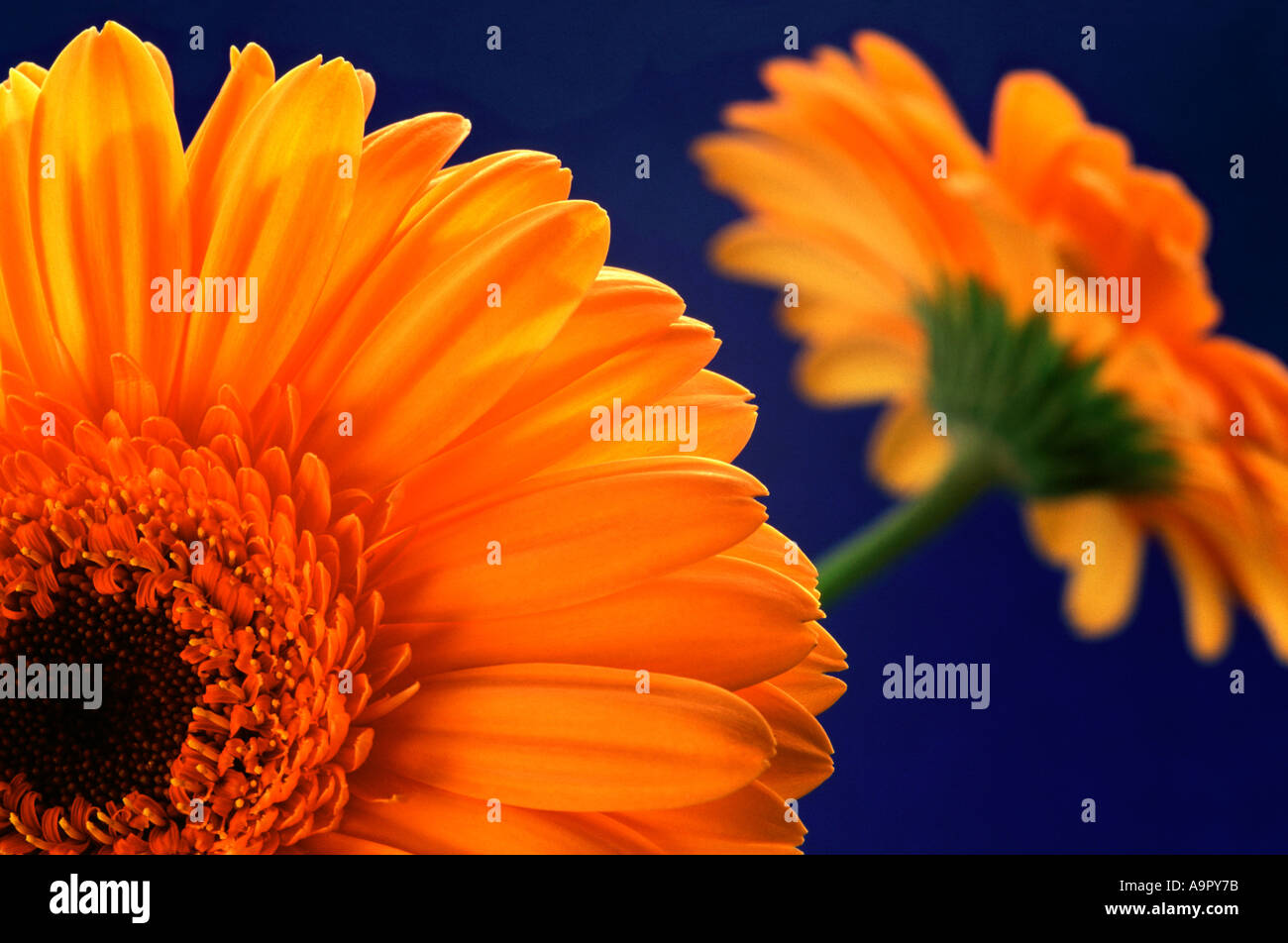 Closeup of orange Gerberas Stock Photo