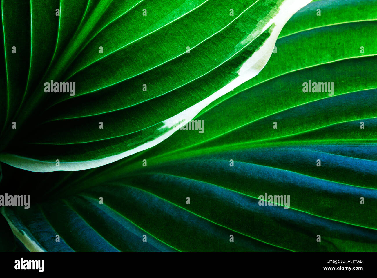 Hosta Leaves closeup Stock Photo