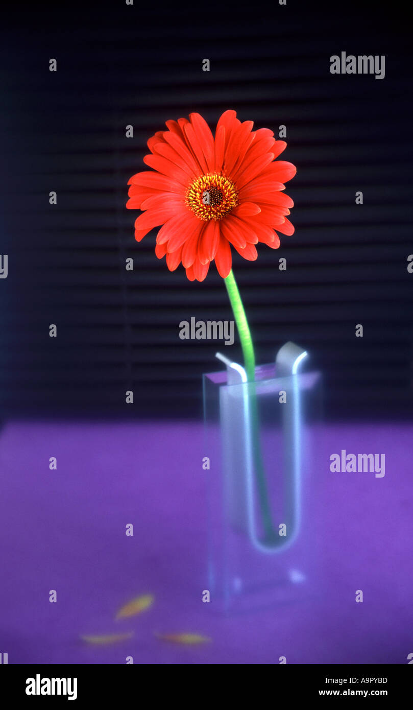 Red Gerbera in Vase Stock Photo