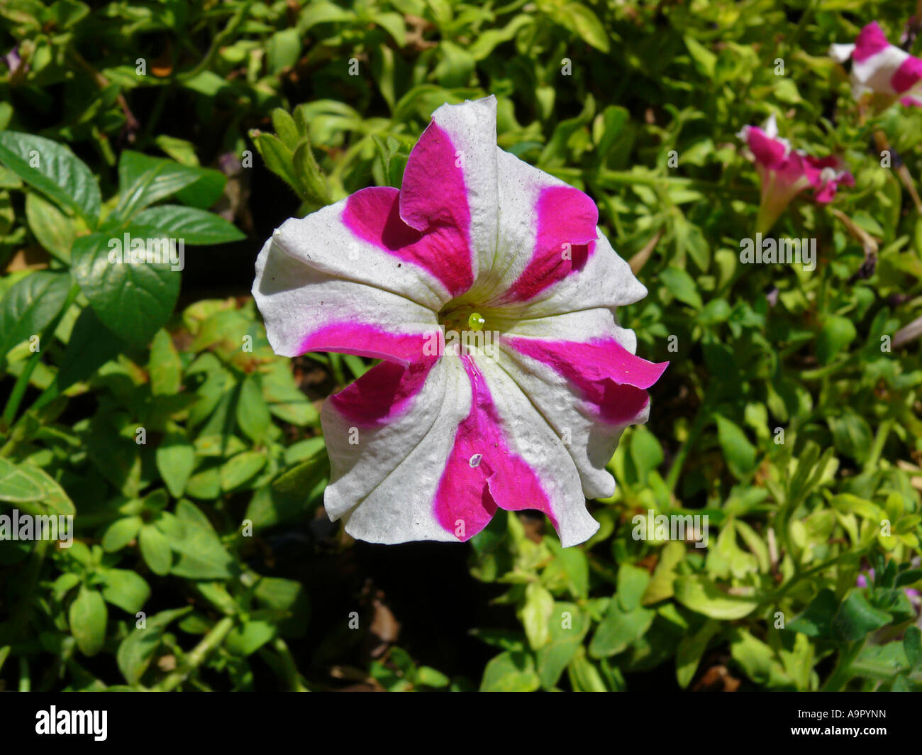 Common Name: Petunia. Scientific Name: Petunia x hybrida. Stock Photo
