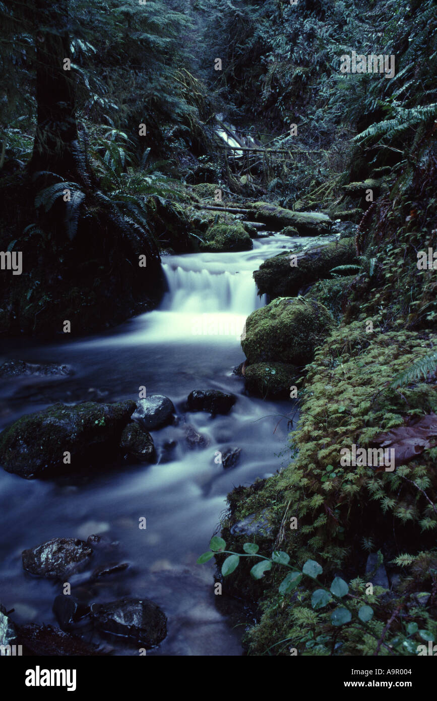 Avalanche Creek Glacier National Park Montana Stock Photo Alamy avalanche-creek-glacier-national-park-montana-stock-photo-alamy
