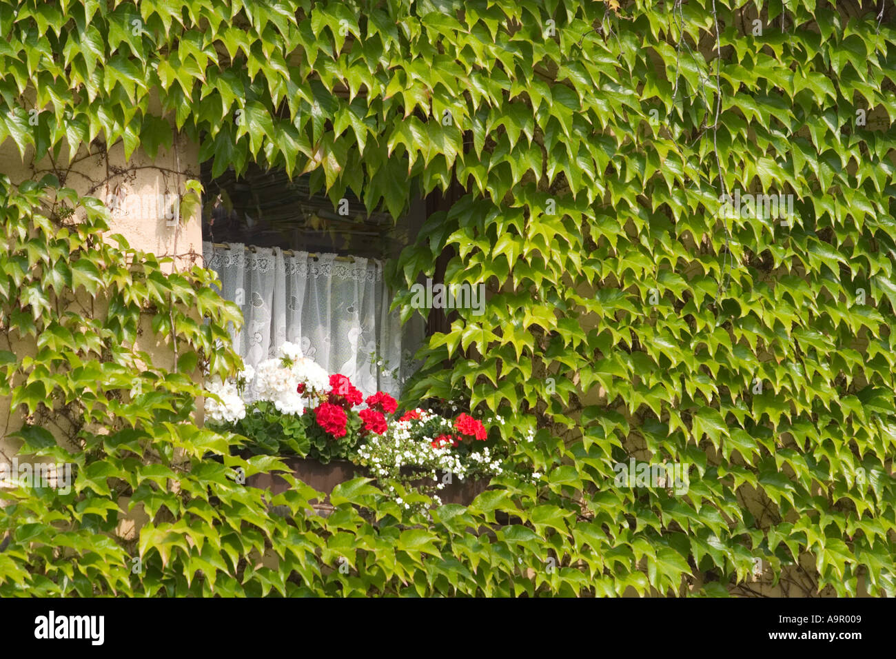 Virginia creeper climber plant Effeltrich Germany Stock Photo Alamy