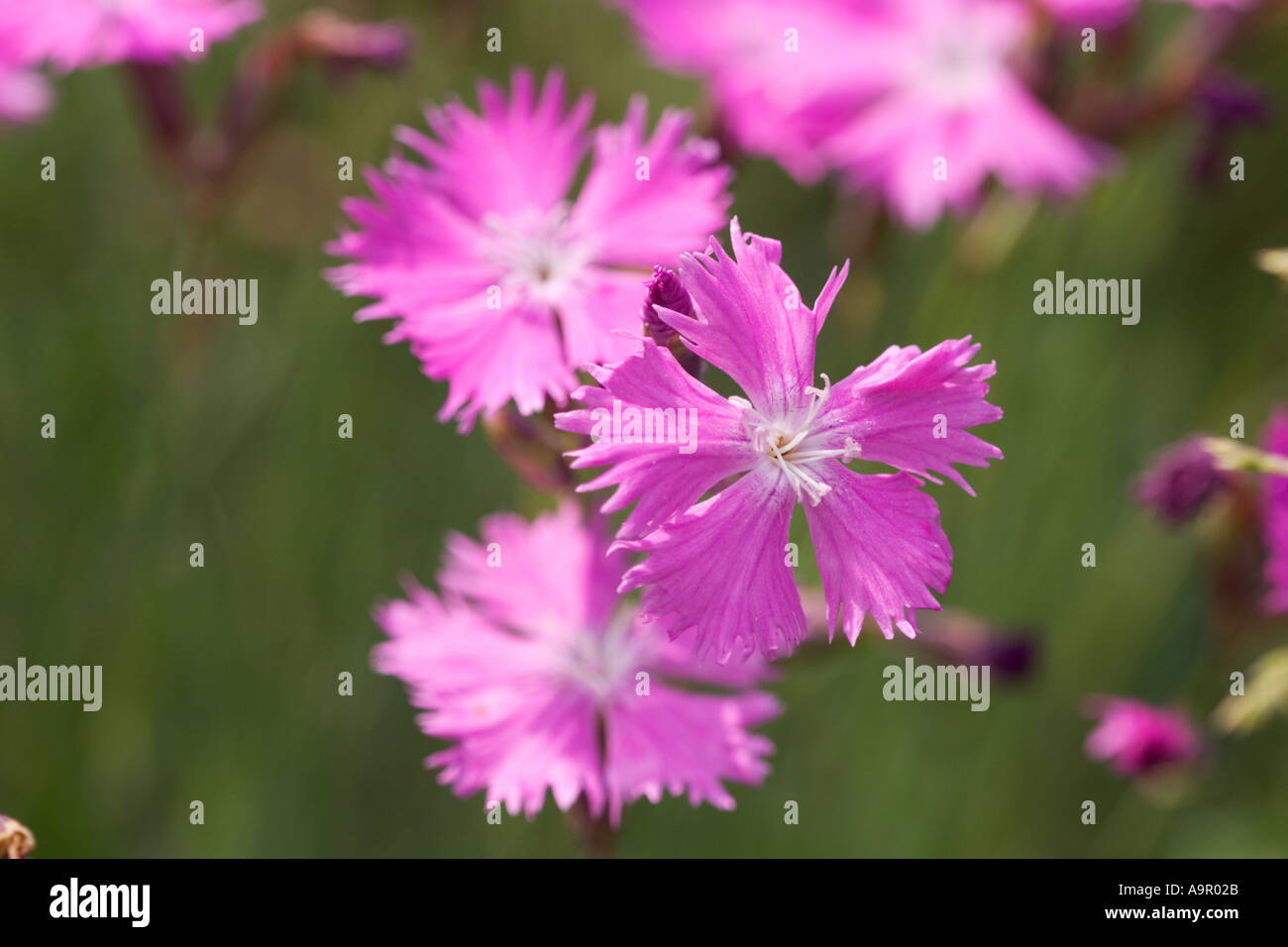 clusterhead Dianthus seguieri Germany Stock Photo