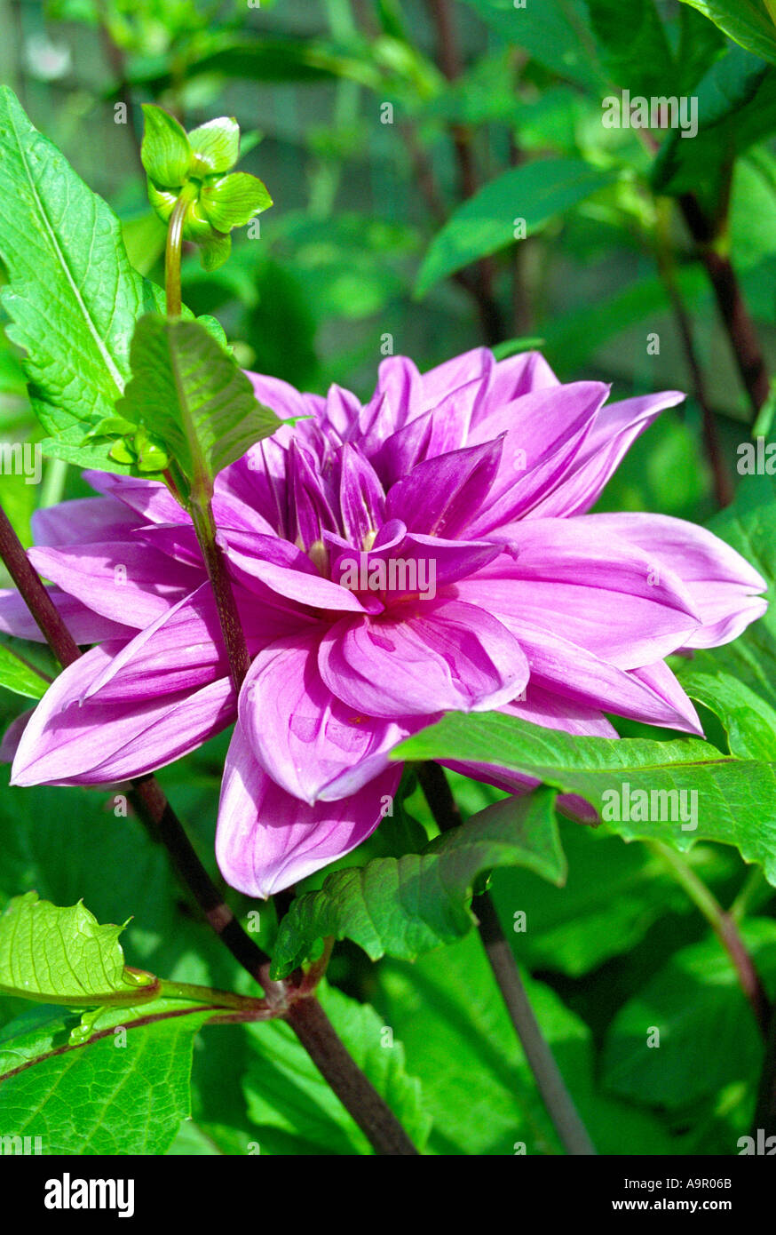 Purple leaf dahlia hi-res stock photography and images - Alamy