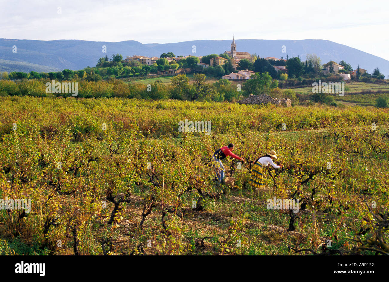 Man and woman collecting grapes in small vineyard below the village of Villars in Provence, France Stock Photo