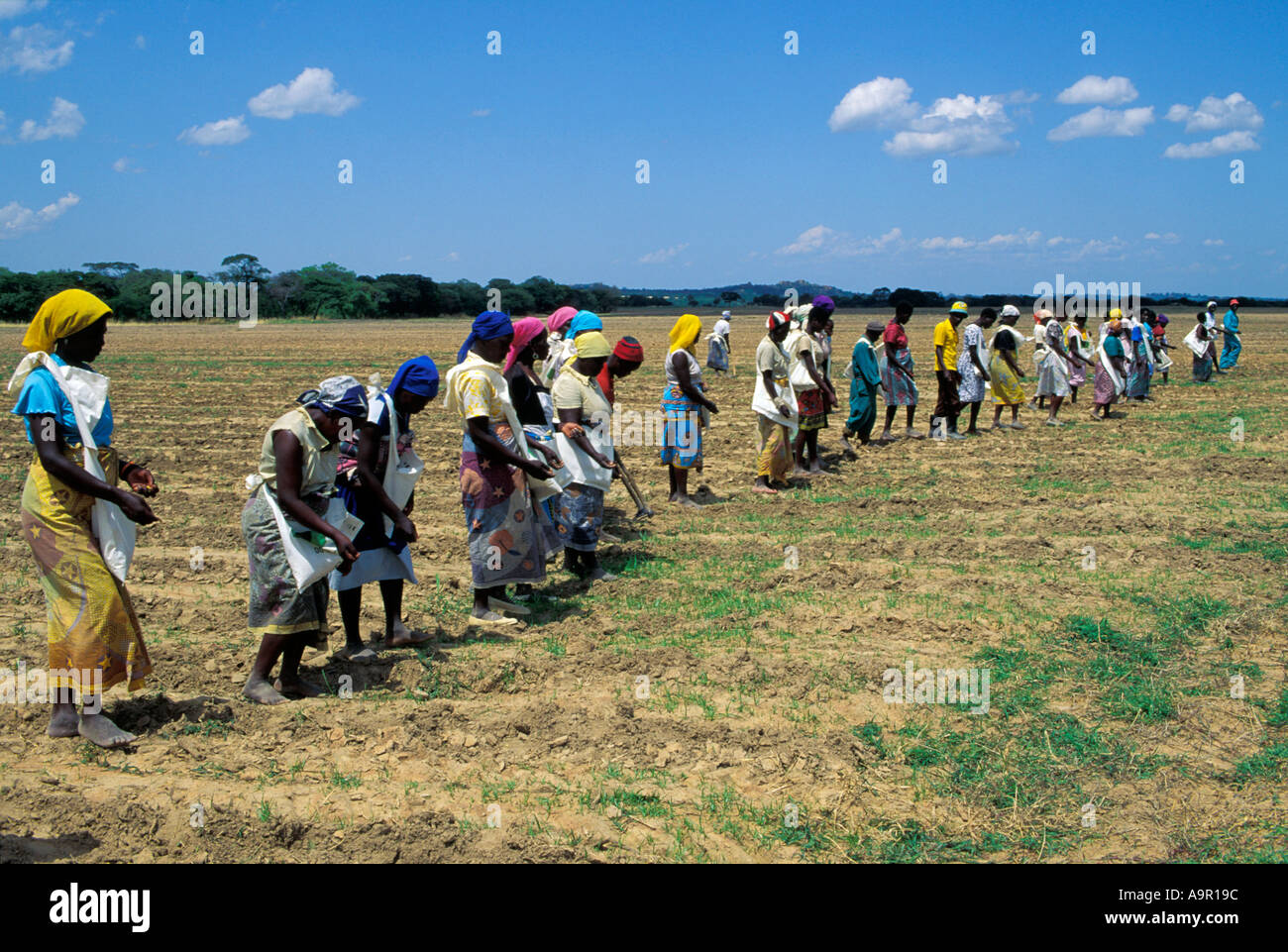 Row of colorfully dressed African women planting corn in Zimbabwe Stock Photo