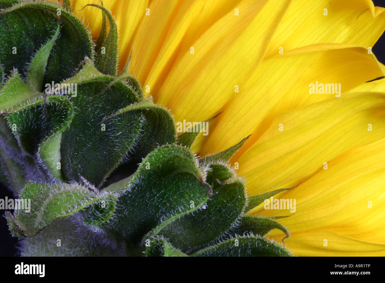 Sunflower Stock Photo