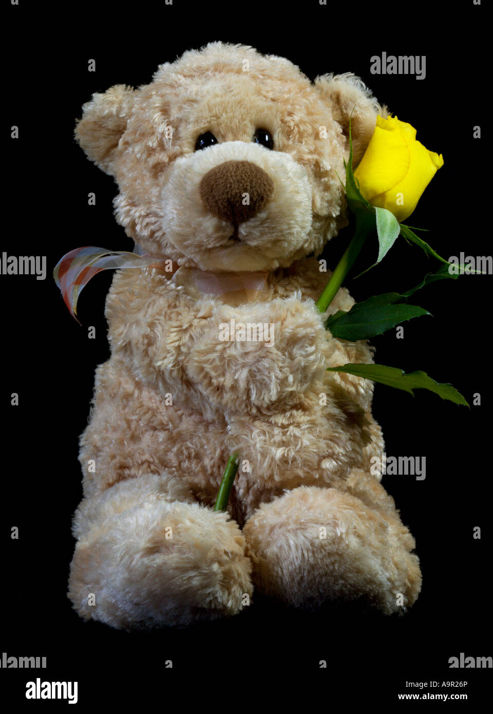 rose teddy bear yellow