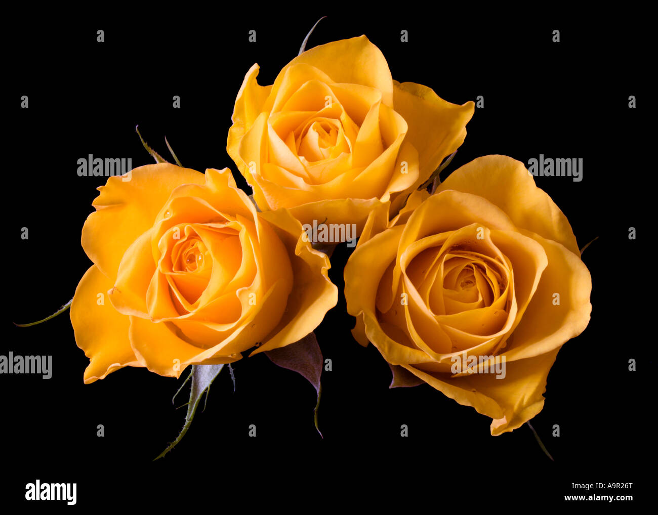 Small Gold Roses Three gold roses hi-res stock photography and images - Alamy