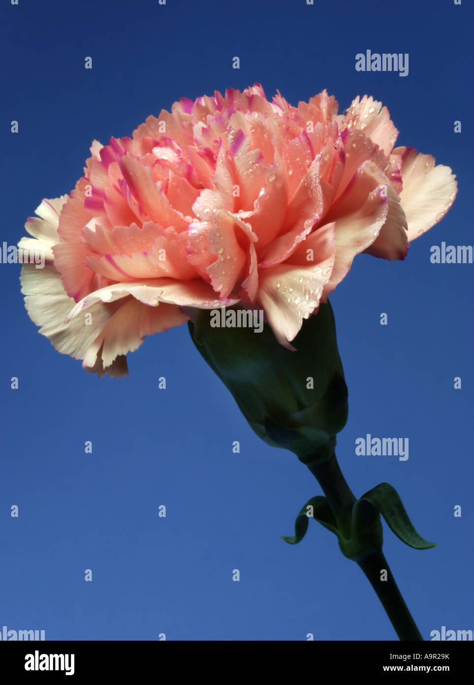 Orange Carnation (Dianthus) Stock Photo