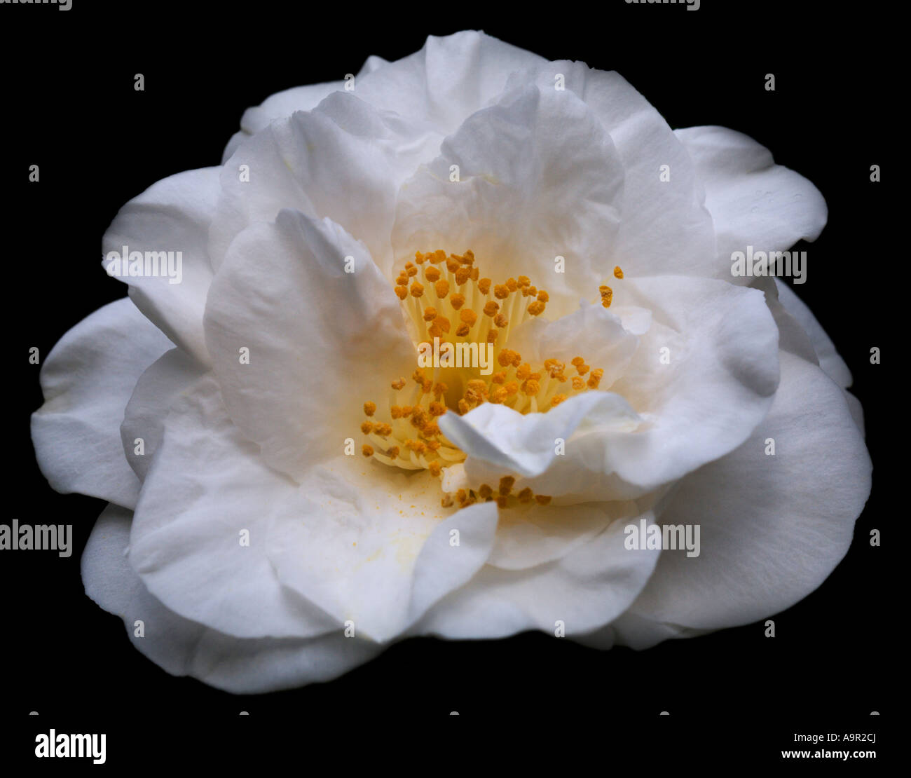 White camellia hi-res stock photography and images - Alamy