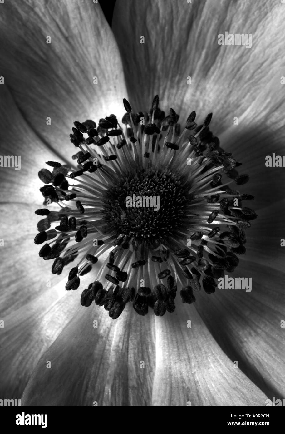 Anemone harmony pearl hi-res stock photography and images - Alamy
