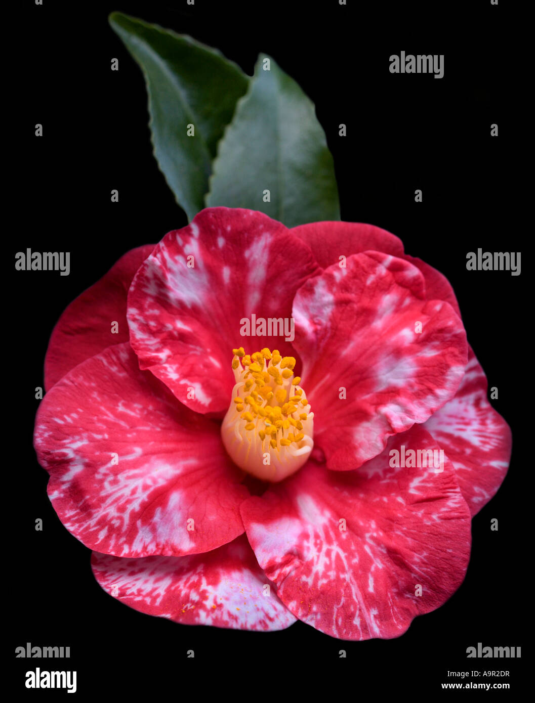 Camellia Japonica Satanella Stock Photo