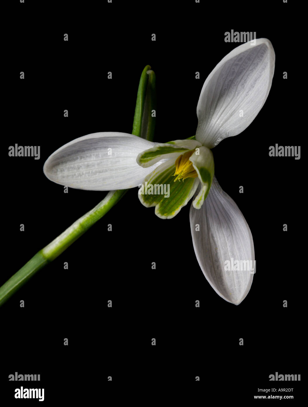 Snowdrop (Galanthus) Stock Photo