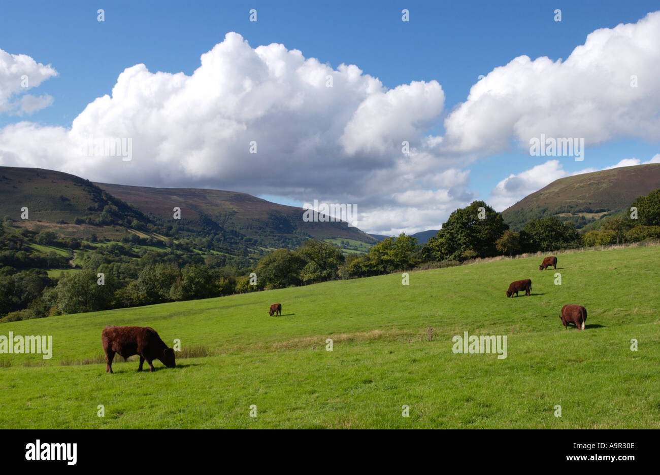 Red Devon cattle grazing at an organic farm in the Llanthony Valley Vale of Ewyas Monmouthshire