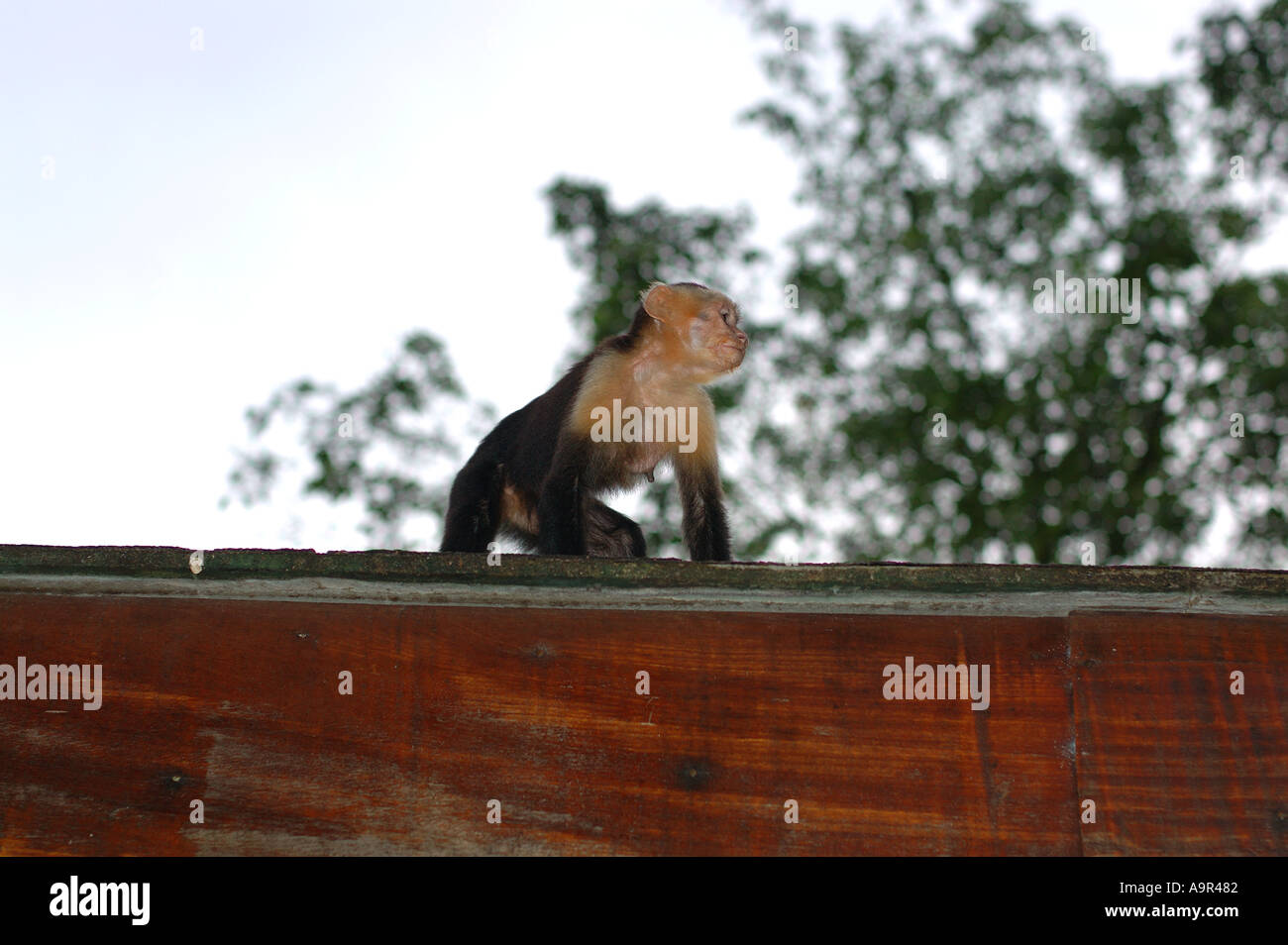 White faced Monkey Costa Rica Stock Photo - Alamy