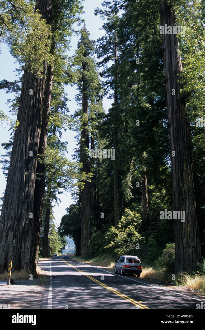 Redwood National Park, California. Car parked amongst redwoods in the