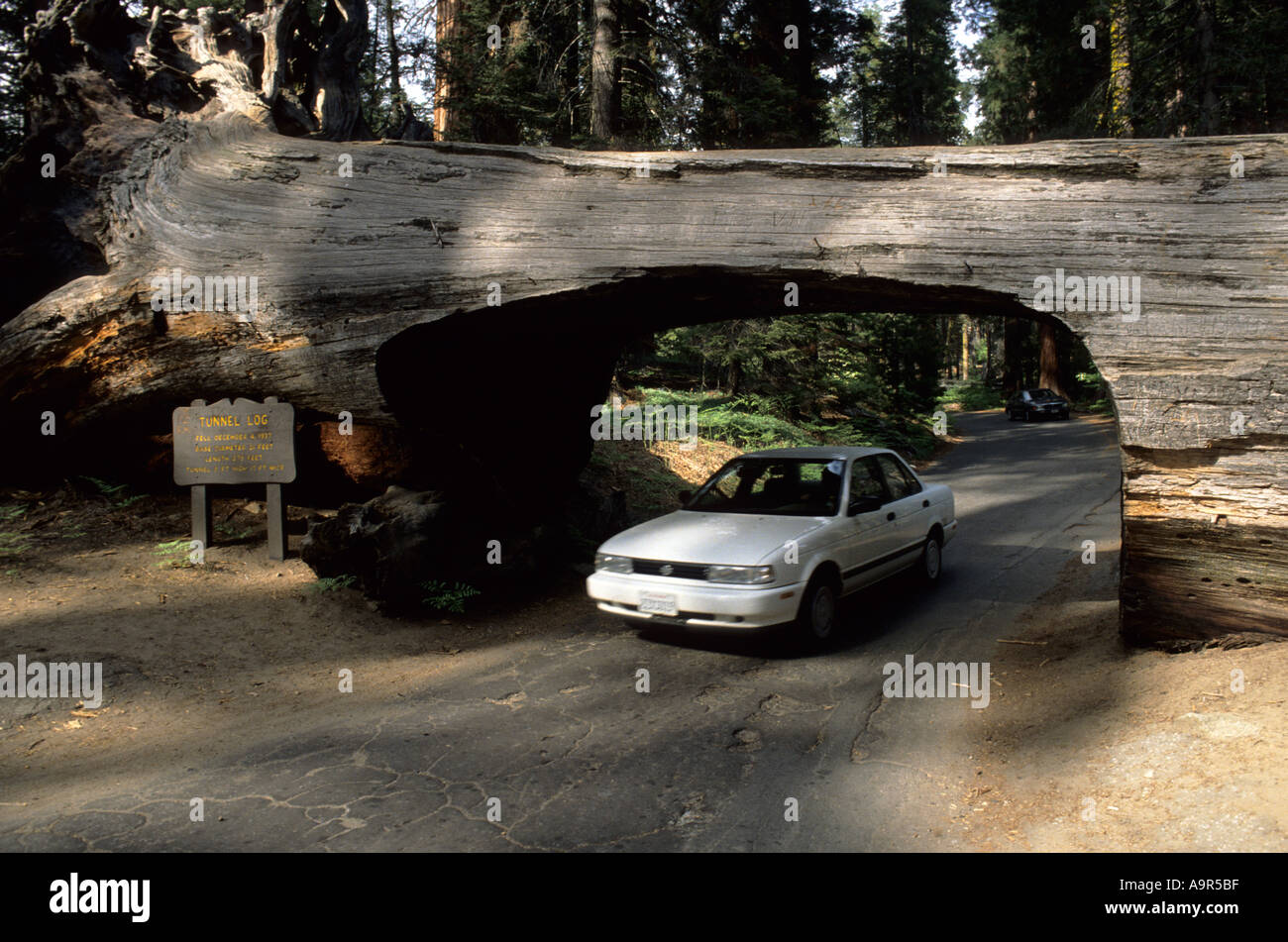 Sequoia National Park, California. Car going through Tunnel Log Stock Photo