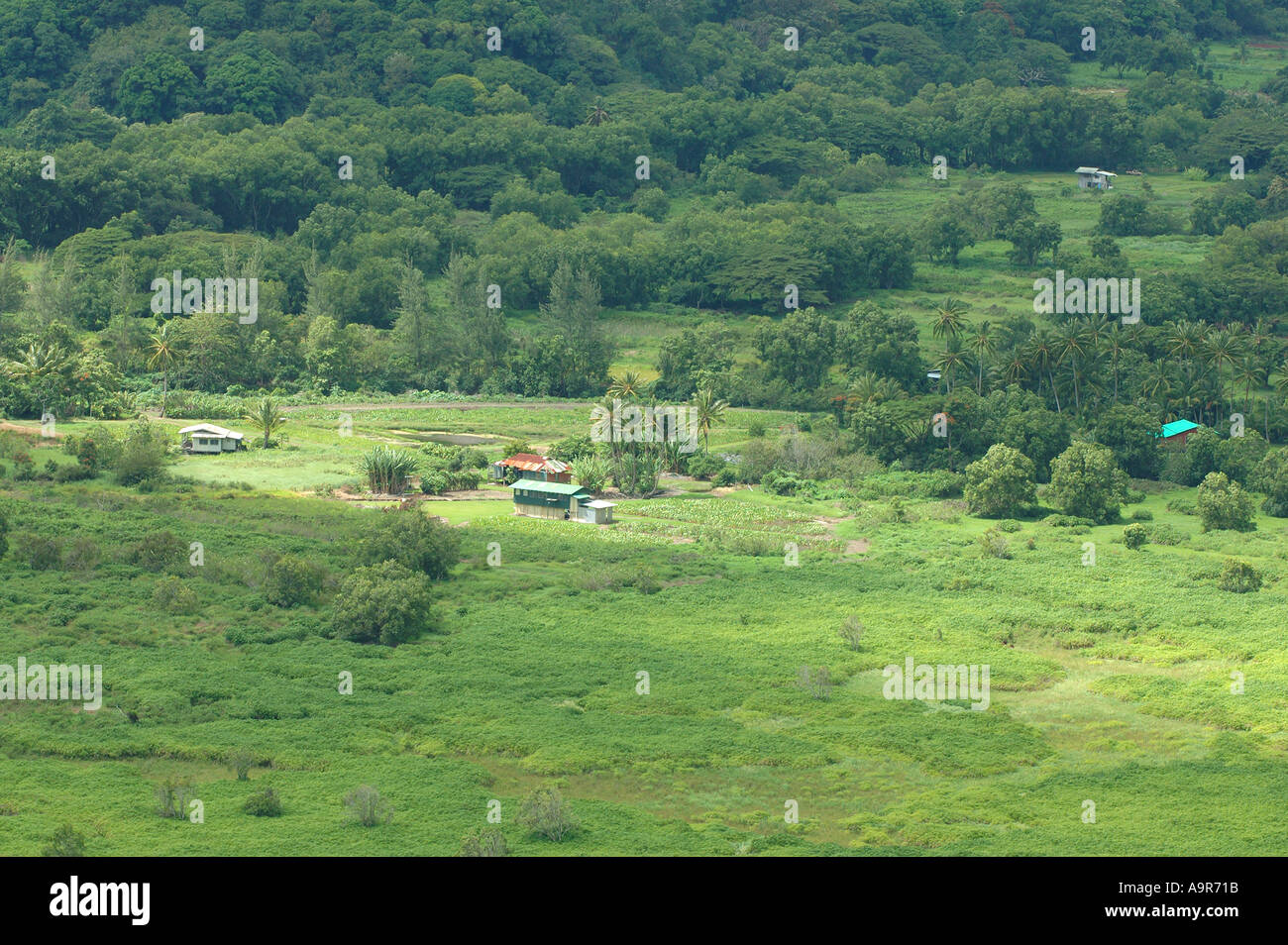 Waipio valley Taro farms The Big Island of Hawaii Stock Photo Alamy