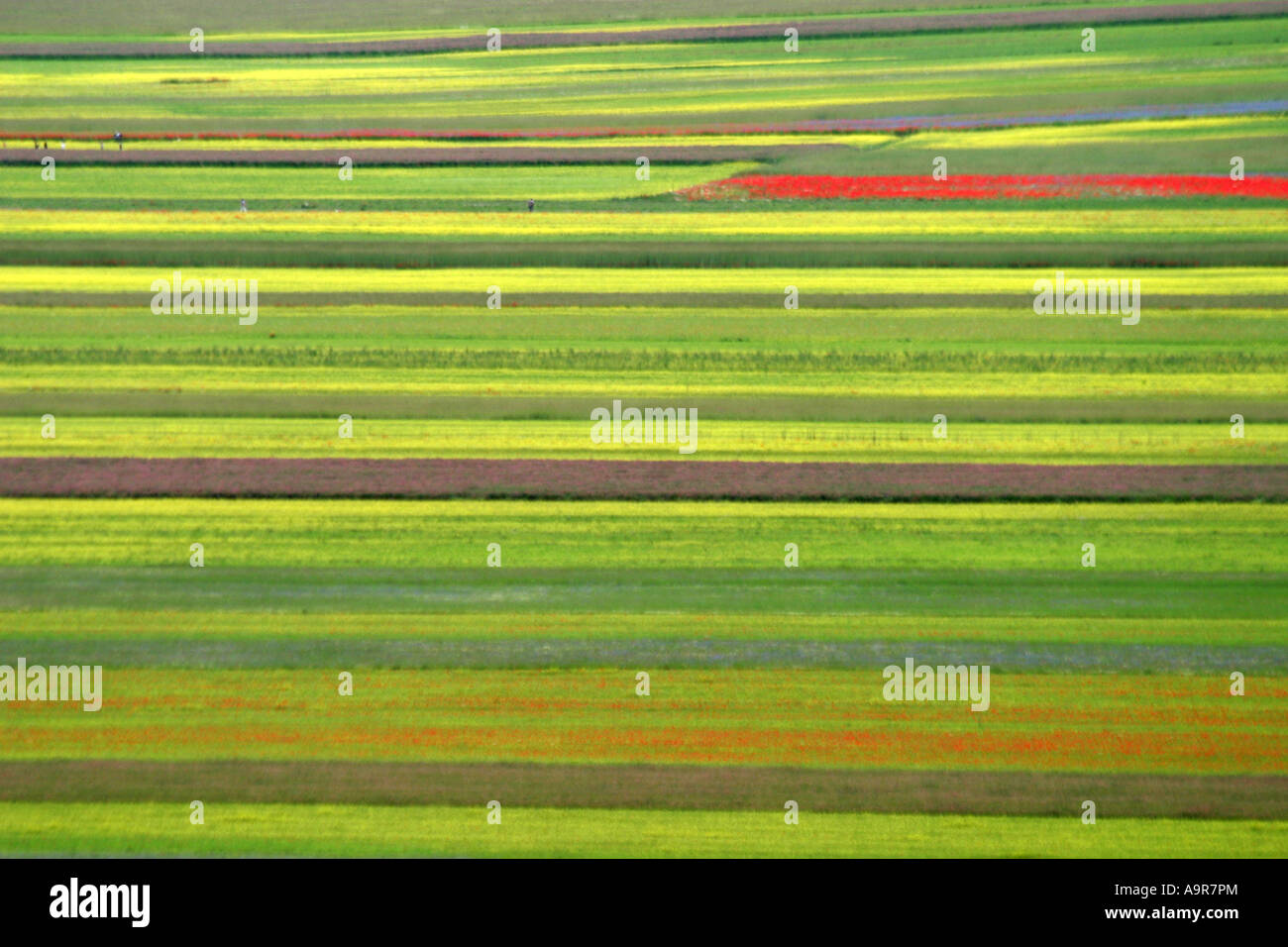 Stripes of multicoloured wildflowers cover the Piano Grande,Le Marche,Italy Stock Photo