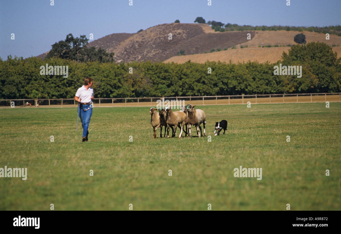 Sheep Herding Trial in California female handler Border Collie dog Stock Photo