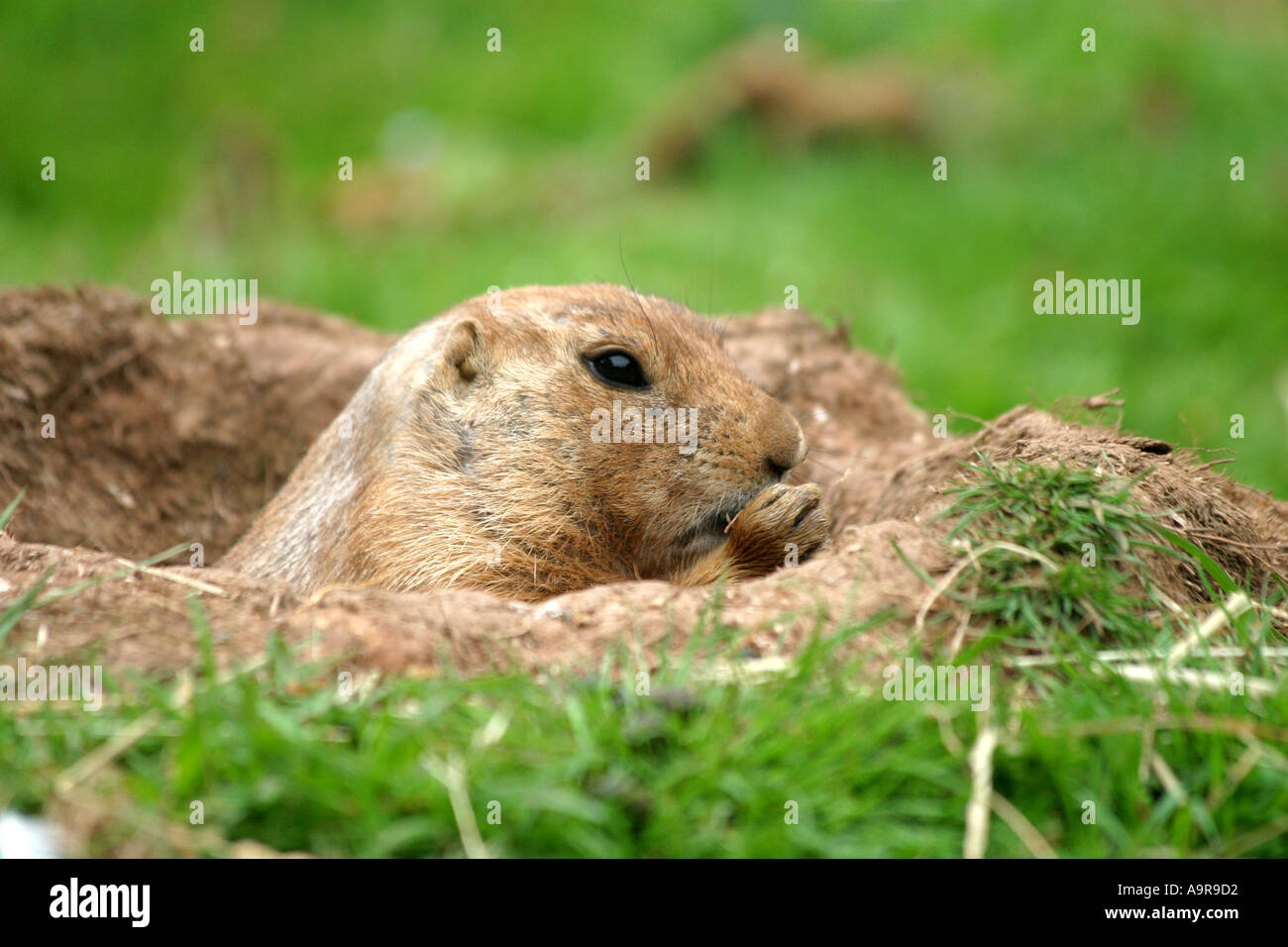 A prairie dog looks up at an unexpected sound Stock Photo