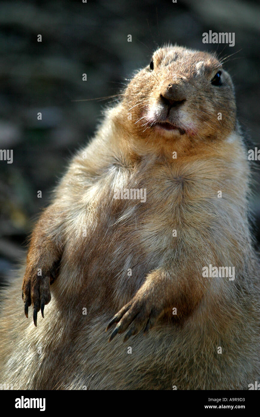 A prairie dog looks up at an unexpected sound Stock Photo