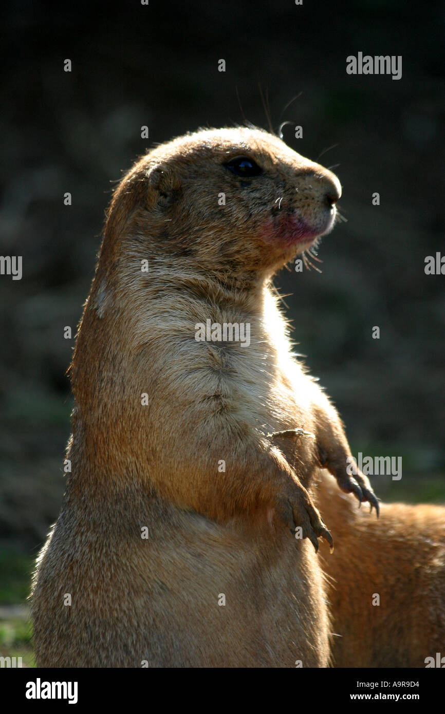 A prairie dog looks up at an unexpected sound Stock Photo