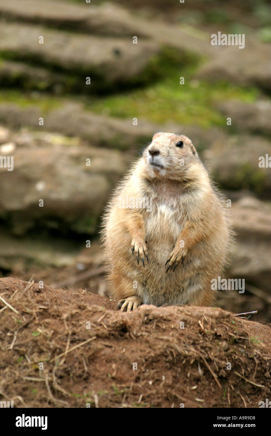 A prairie dog looks up at an unexpected sound Stock Photo