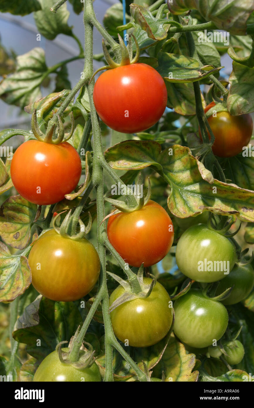 Organic tomatoes growing in a polythene tunnel Stock Photo