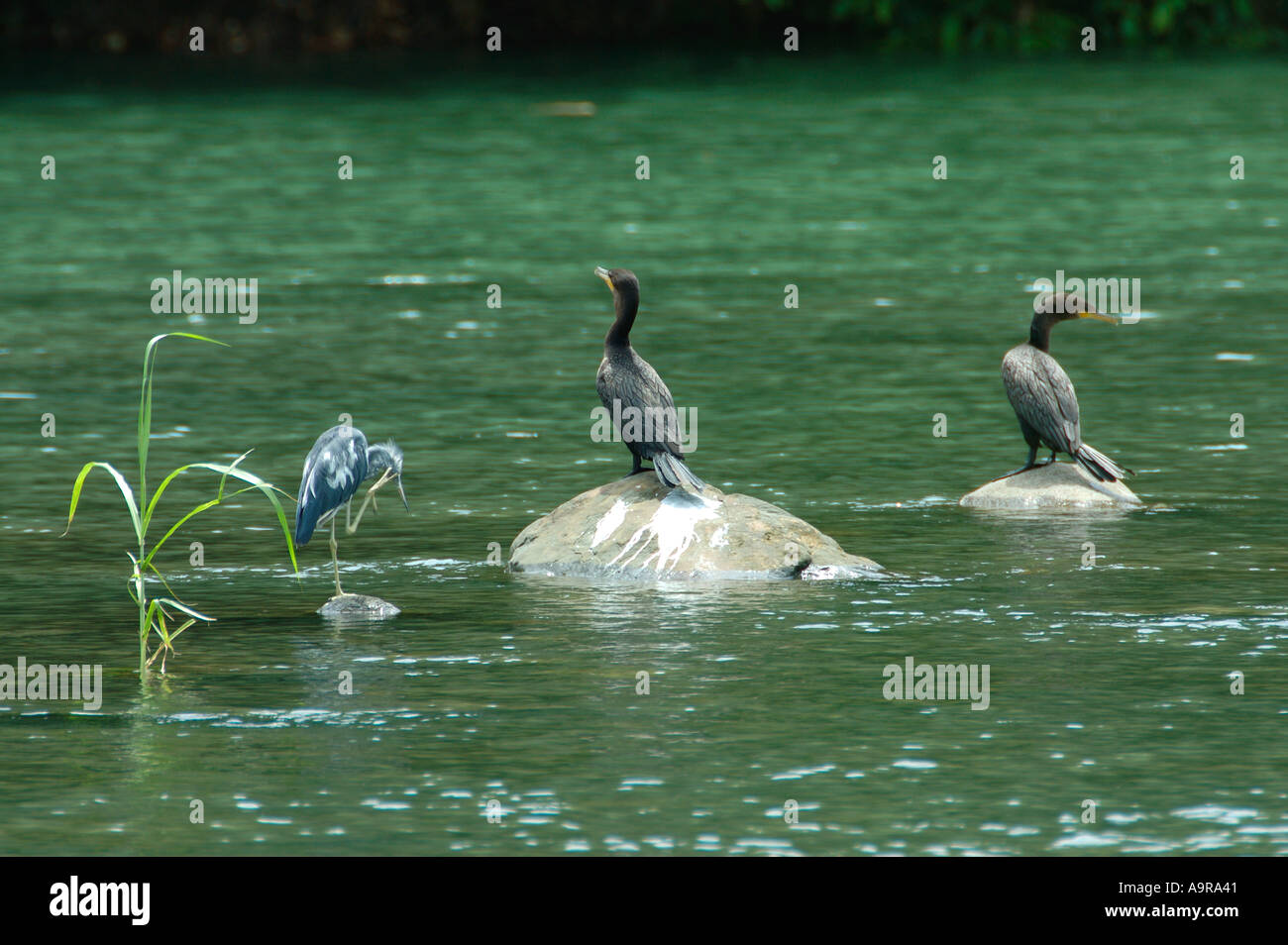 Great Blue Heron and two Neotropic Cormorant Phalacrocorax olivaceus Costa Rica Stock Photo