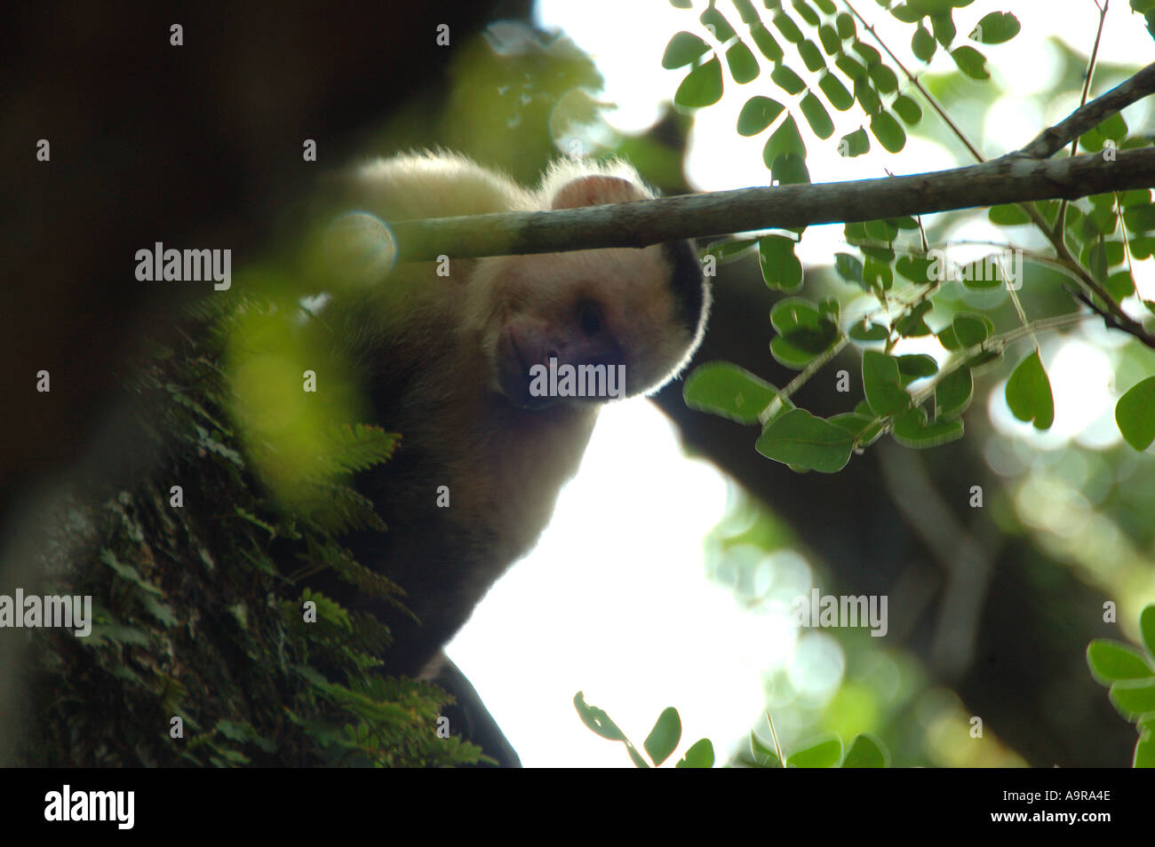 White Faced Monkey Costa Rica Stock Photo - Alamy