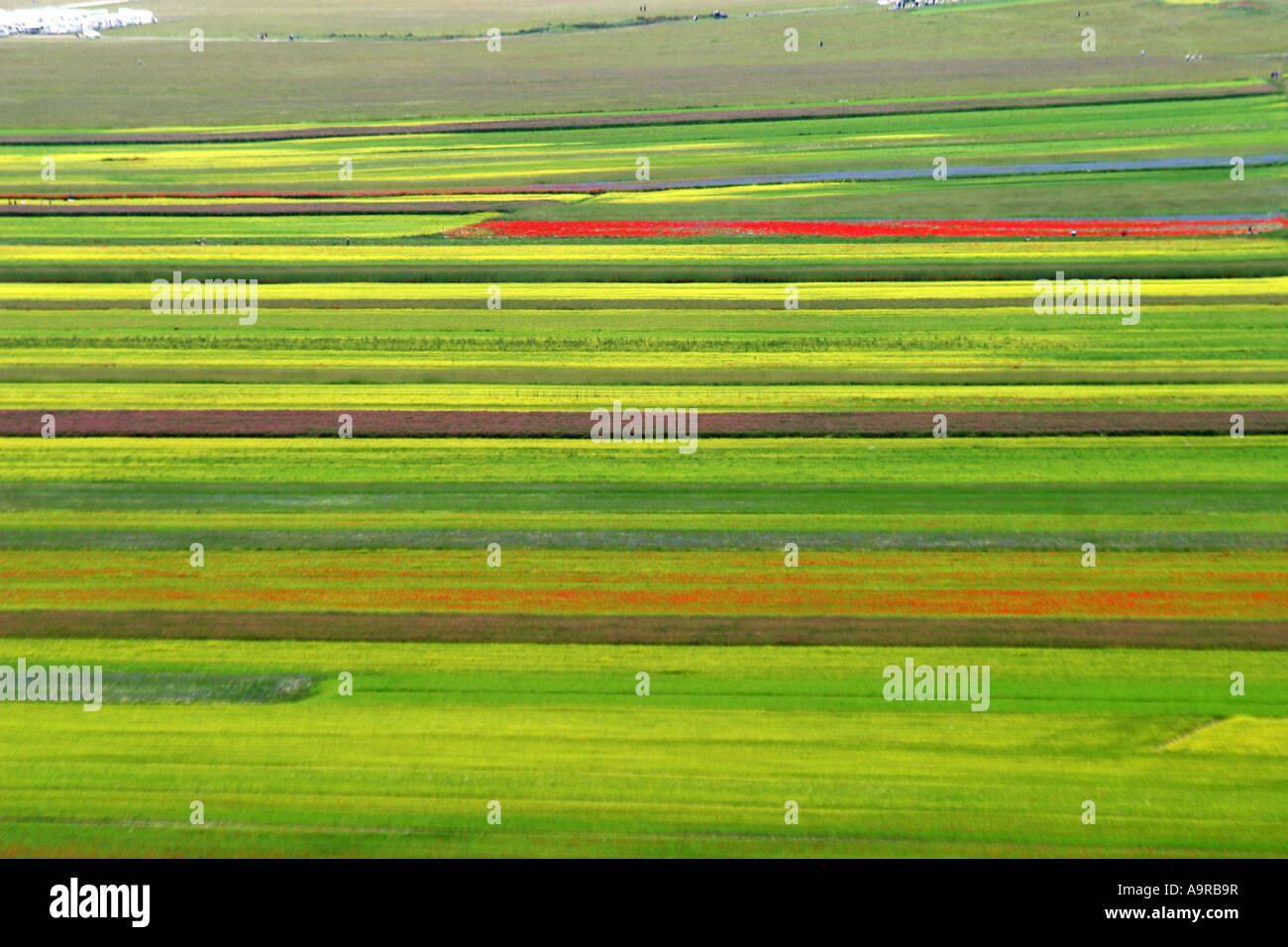A wonderful display of poppies and many other wildflowers cover the
