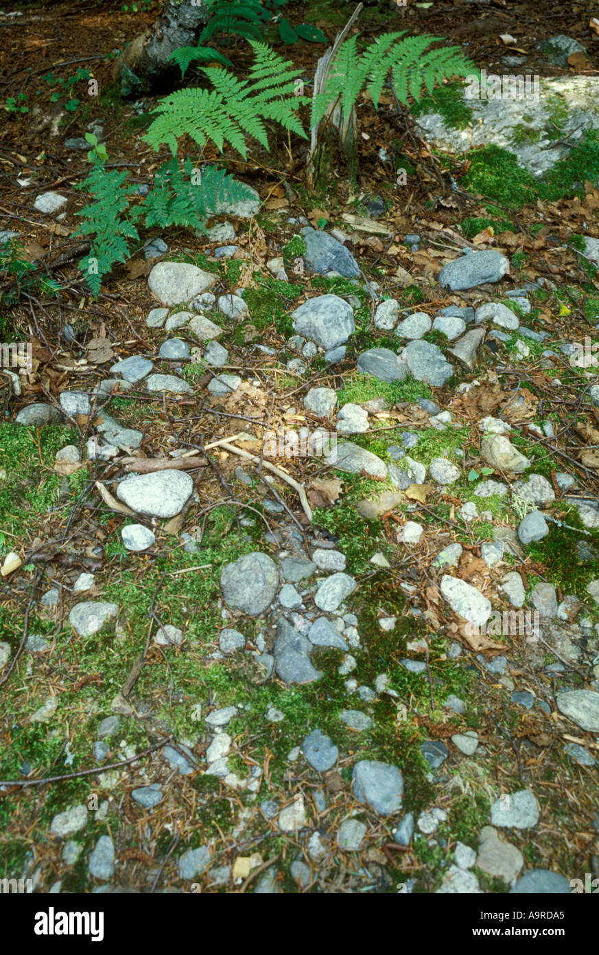Patterns in rocks and moss on forest floor White Mountains New
