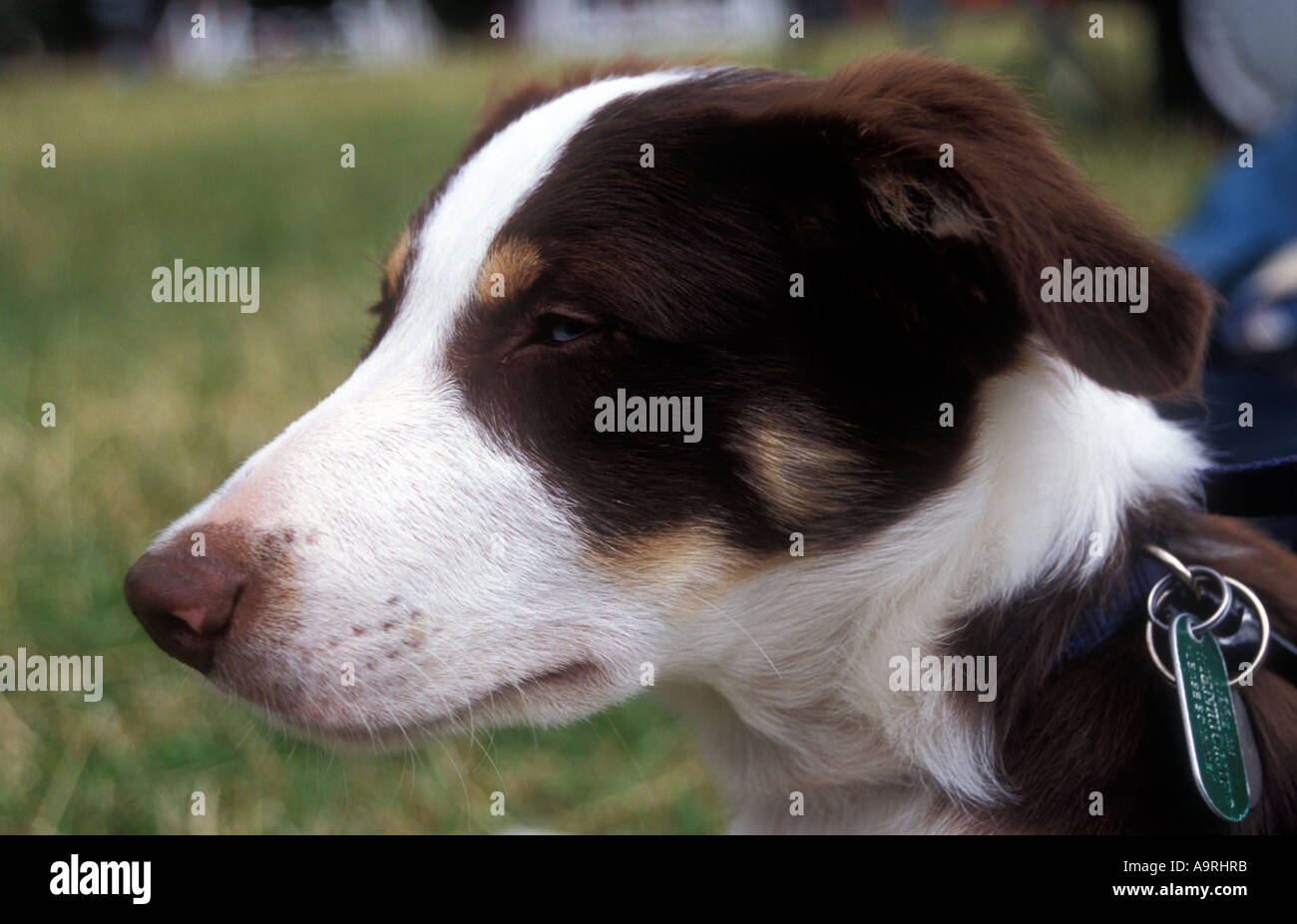 identichip collar tag