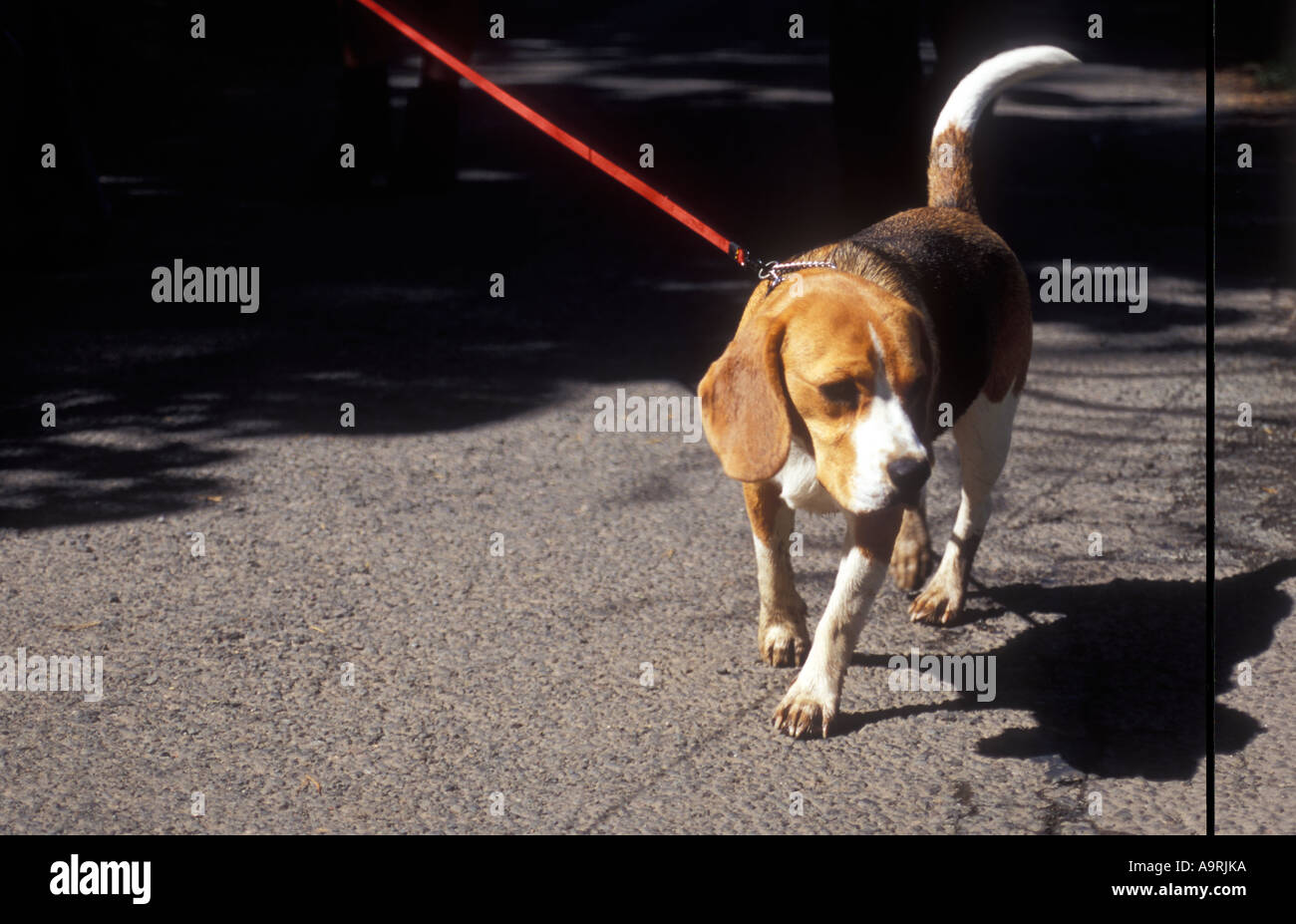 white and black beagle