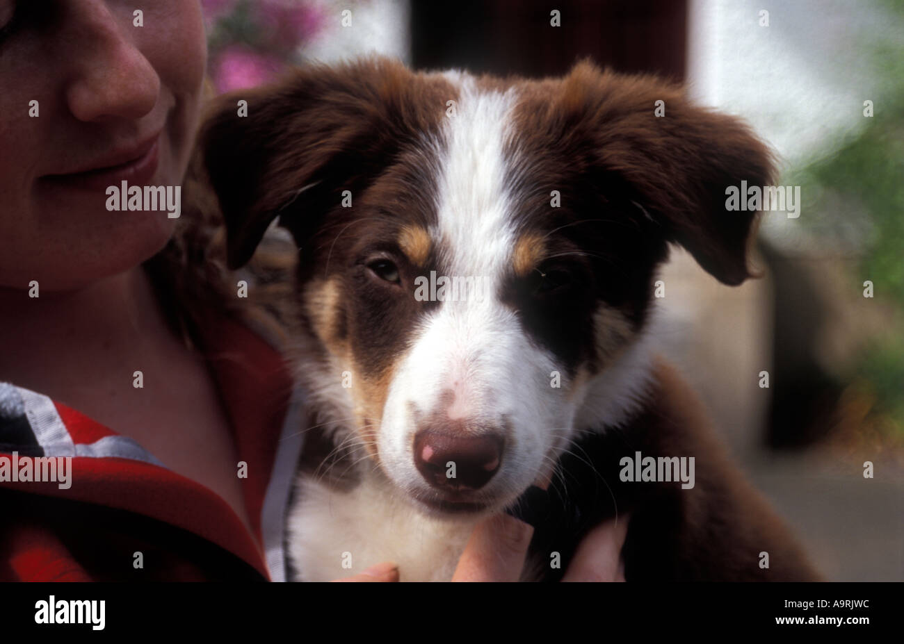 brown tri border collie