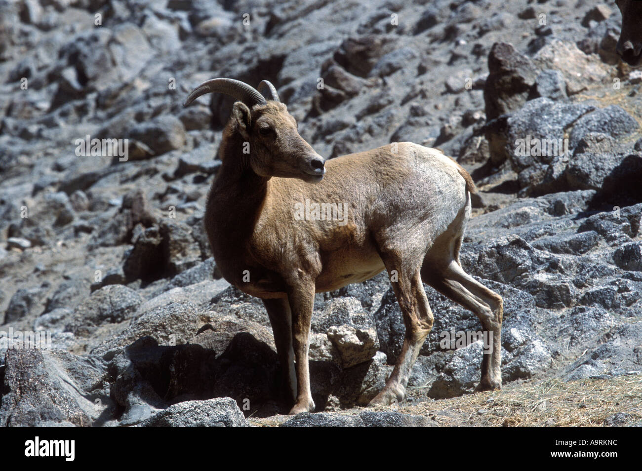 Bighorn sheep on rocky hillside Stock Photo - Alamy