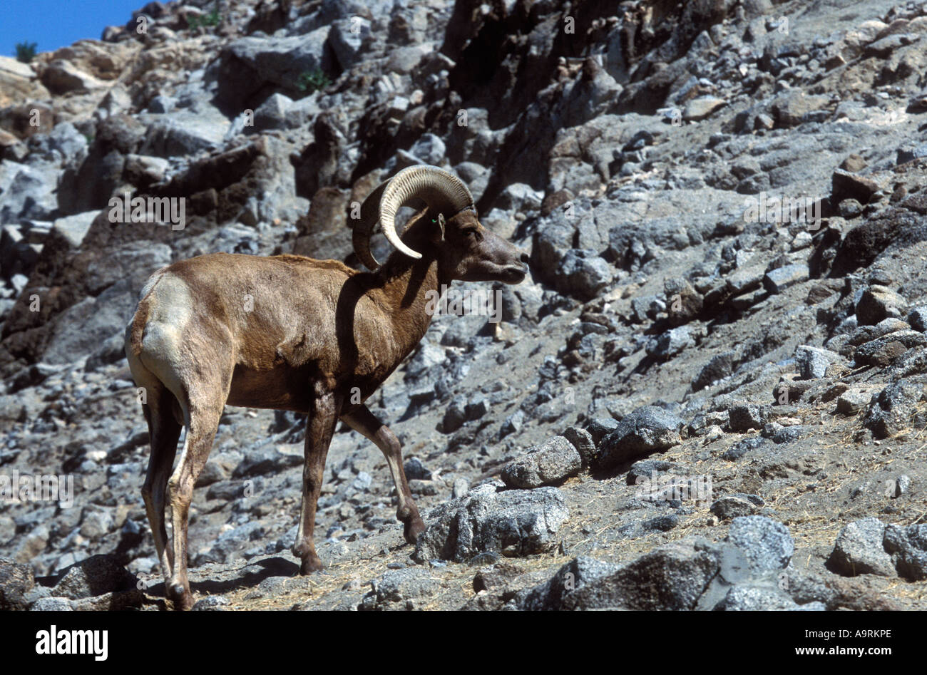 Bighorn sheep on rocky hillside Stock Photo - Alamy