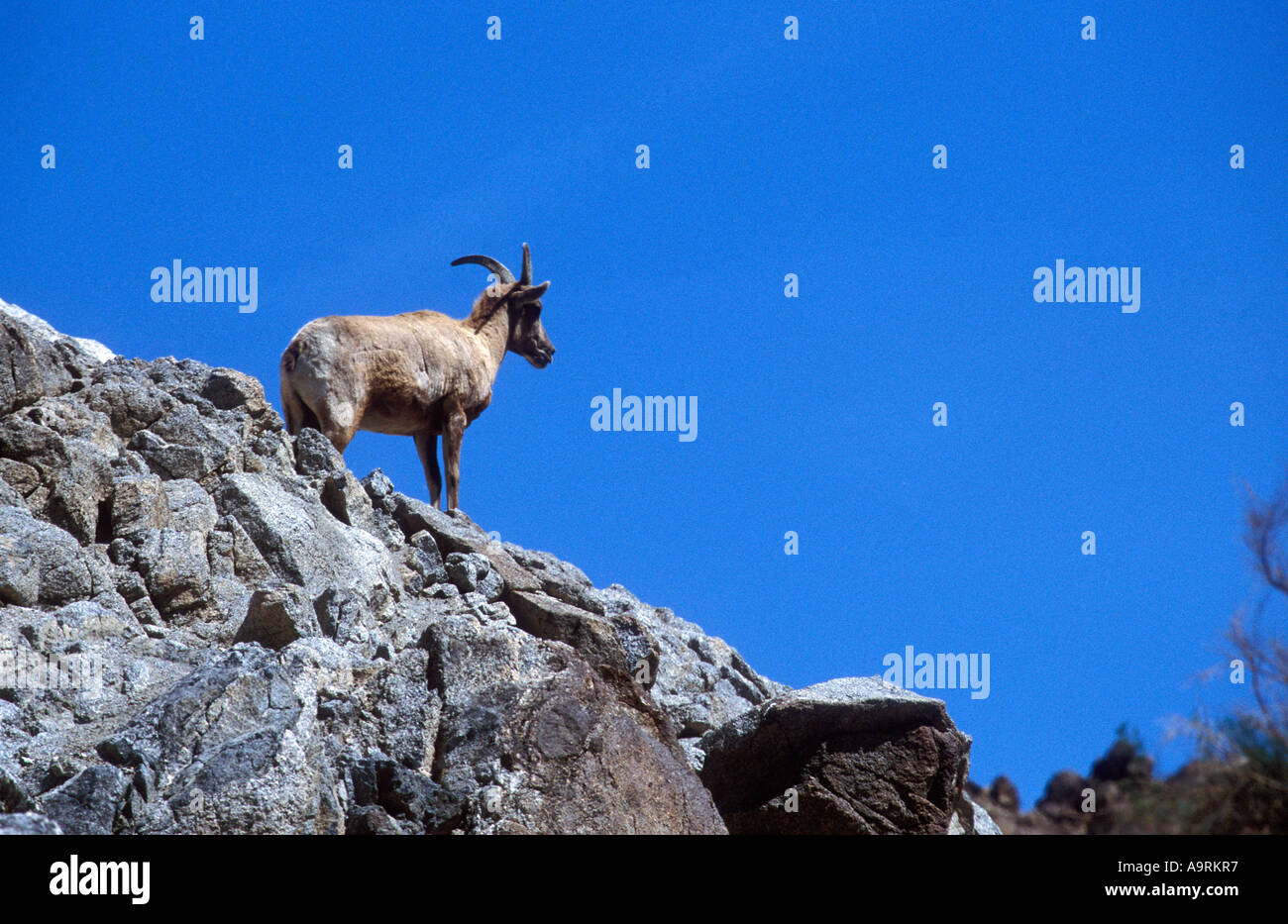 Bighorn sheep on rocky hillside Stock Photo - Alamy