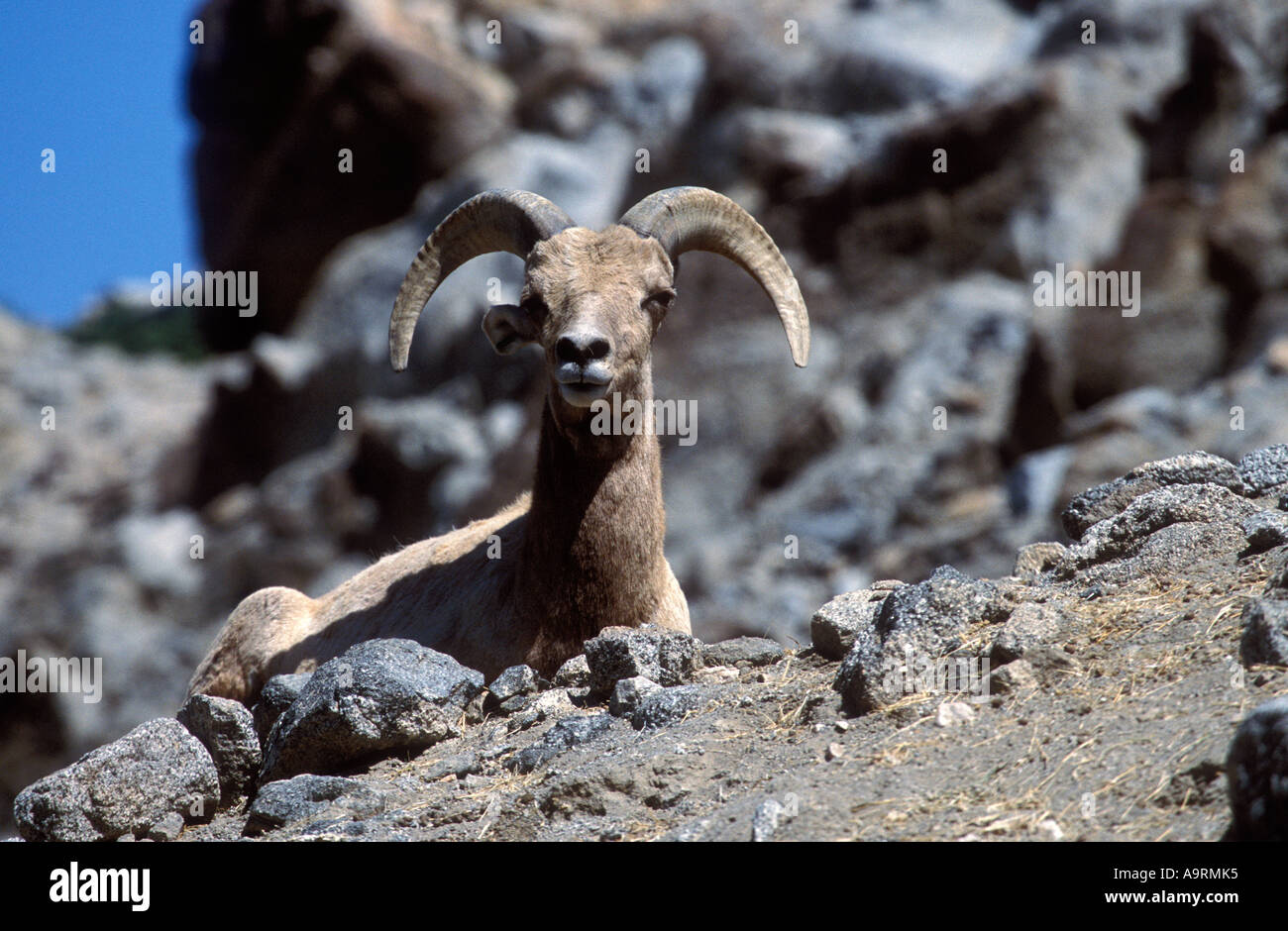 Bighorn sheep lying down on rocky hillside Stock Photo - Alamy