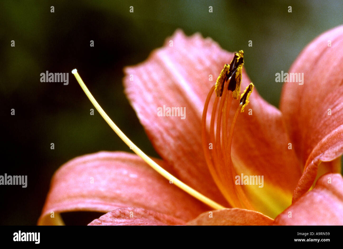 Close up flower hi-res stock photography and images - Alamy