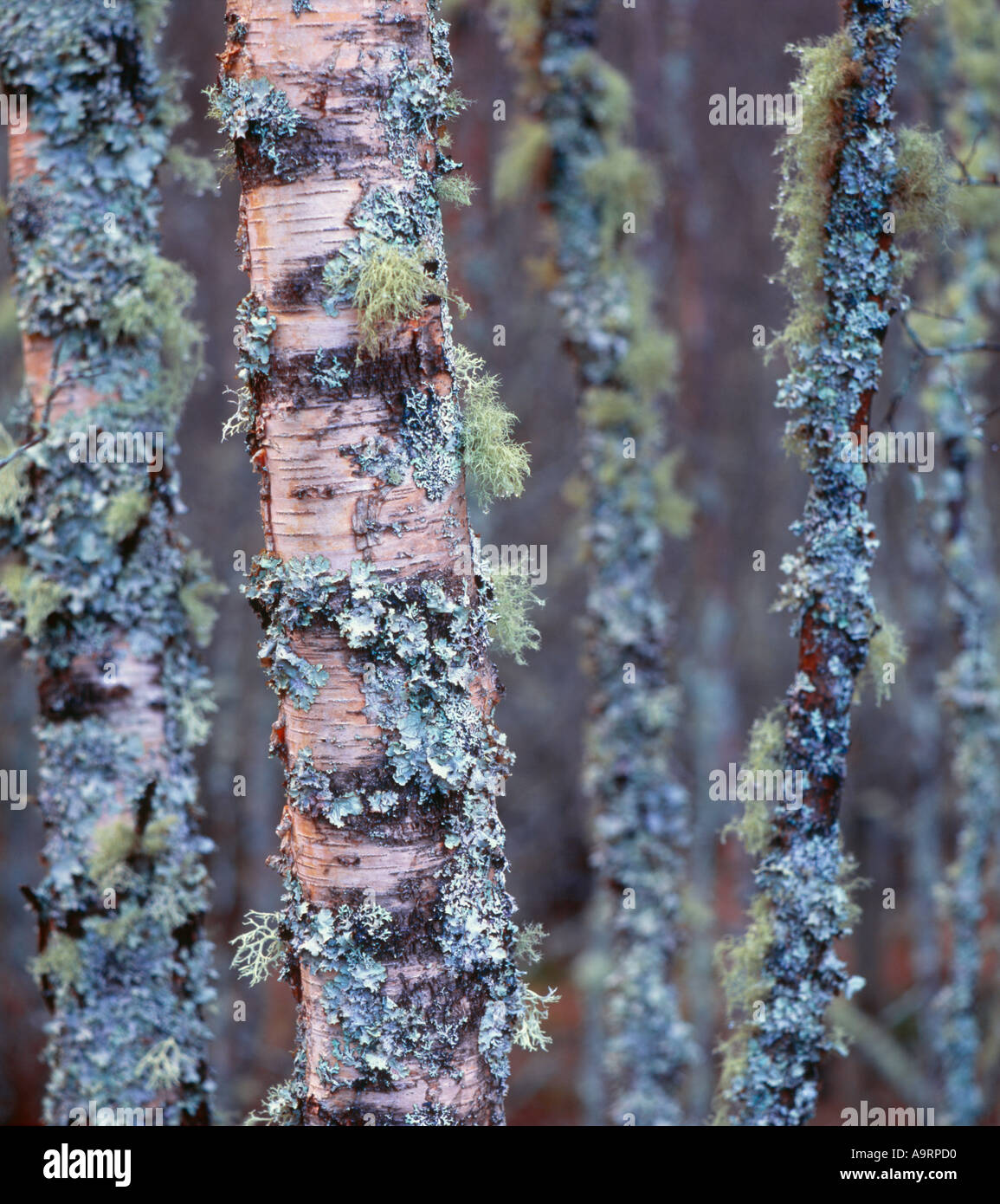 Mosses and Lichens cling and grow onto the silver birch bark during a ...