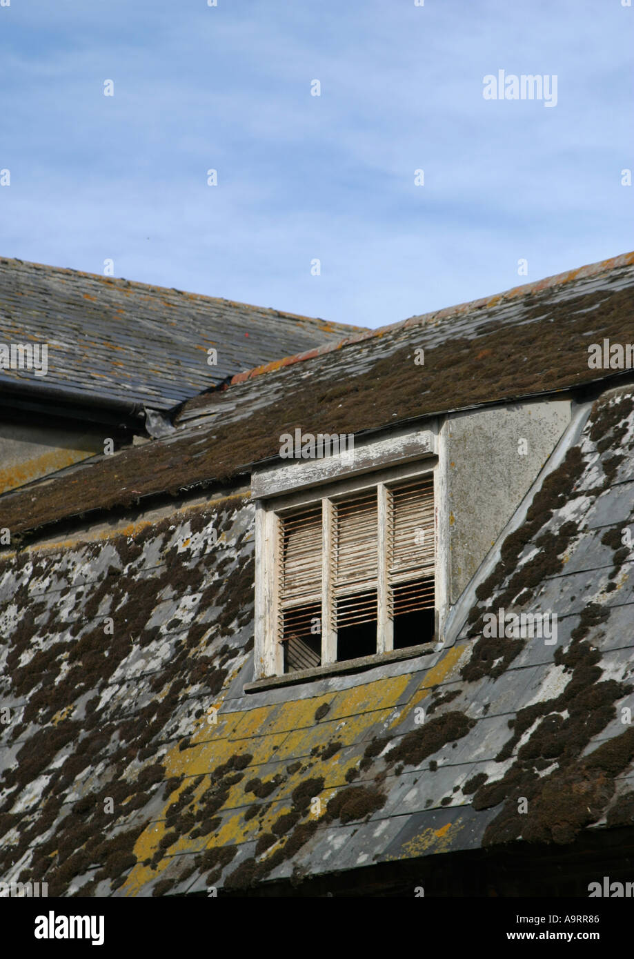 Moss growth on roof tiles Stock Photo