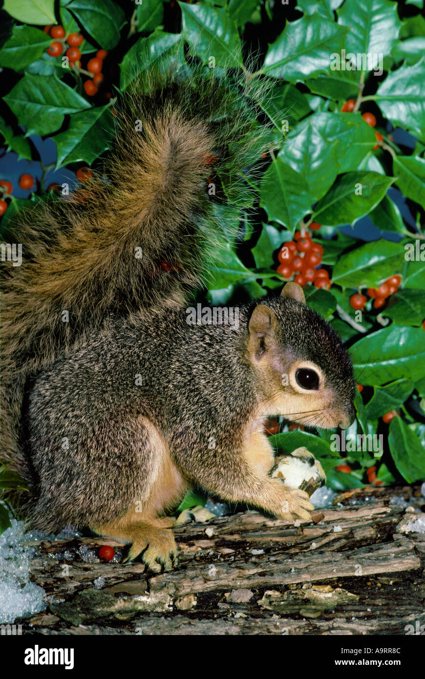 Christmas Squirrel Furry squirrel sitting beside holly bush on a snowy day eating an acorn